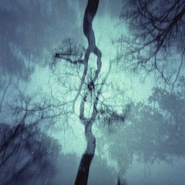 Fotografía estenopeica en tonos azulados de las ramas de un árbol vistas desde abajo