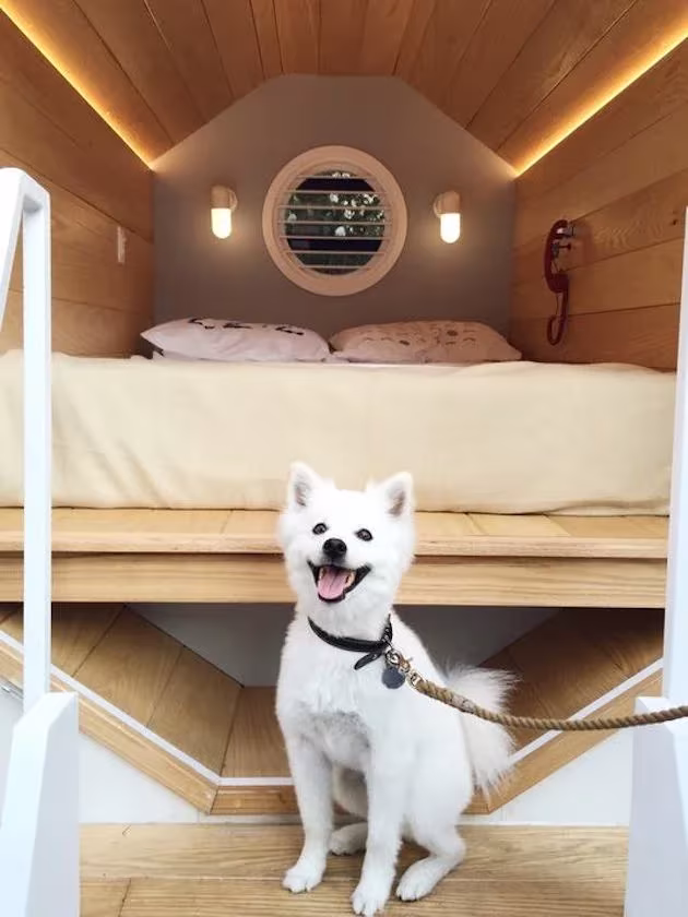 Perro blanco sentado ante un habitáculo de siesta de madera con cama y ojo de buey en The Nap Tour