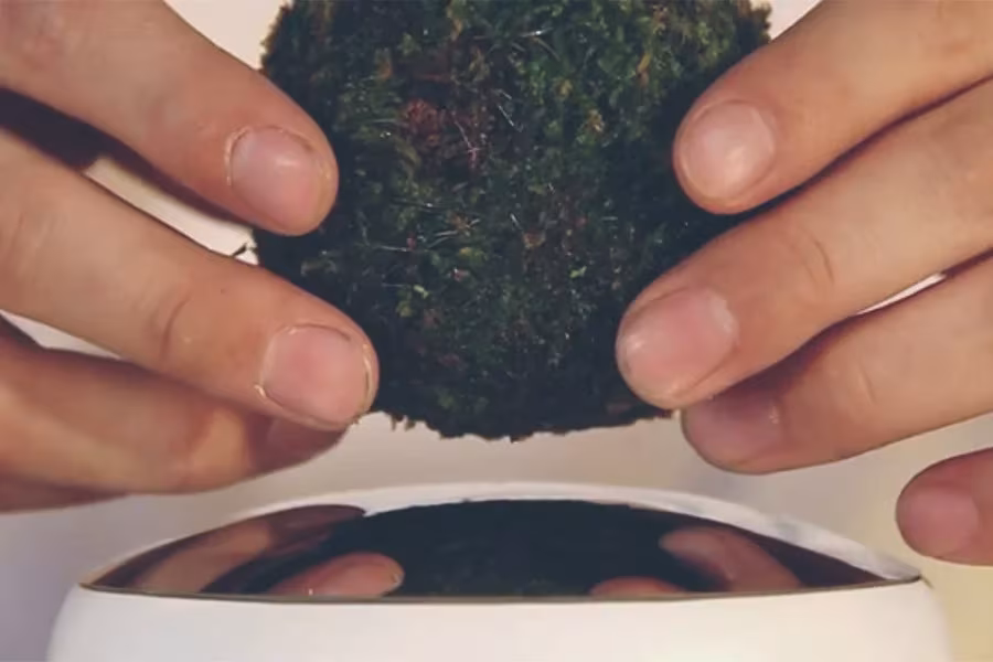 Manos colocando una bola de musgo sobre la base magnética blanca del Air Bonsai de Hoshinchu