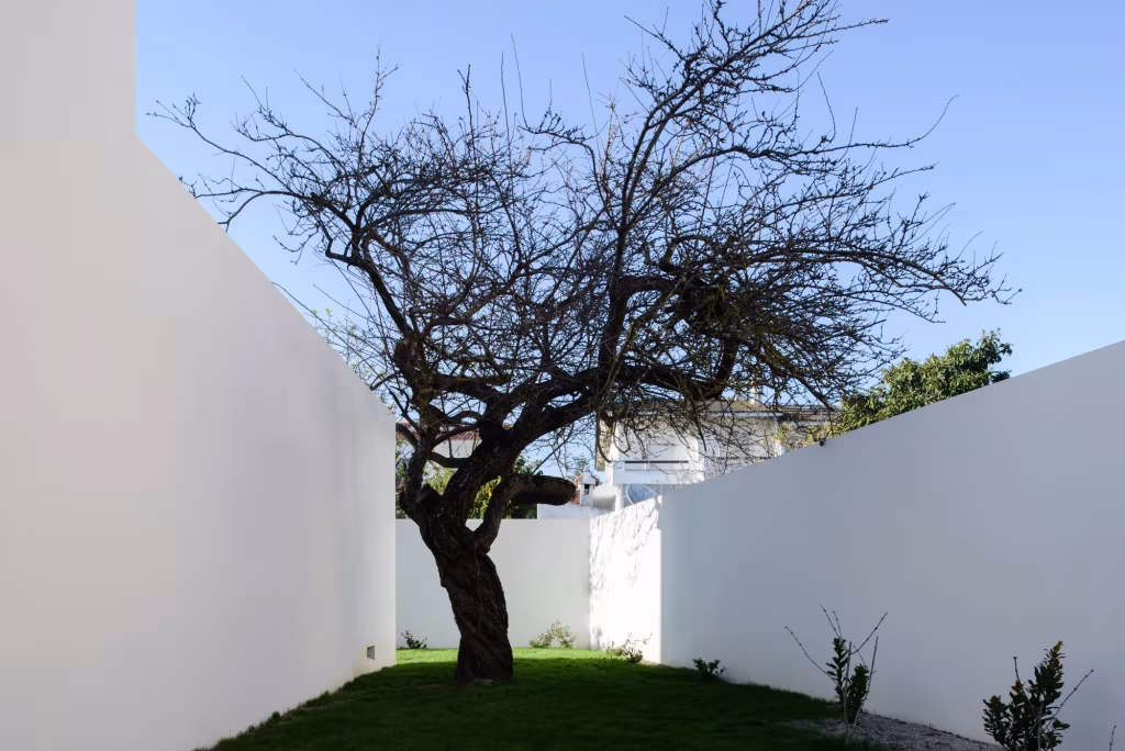 Árbol de ramas retorcidas sobre el césped en un patio de muros blancos de la Casa en Oeiras