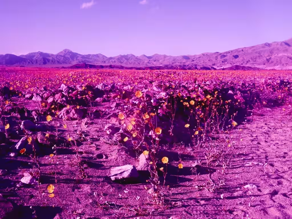 Desierto del Valle de la Muerte en tonos morados con surcos de flores y montañas al fondo, por Maciek Jasik