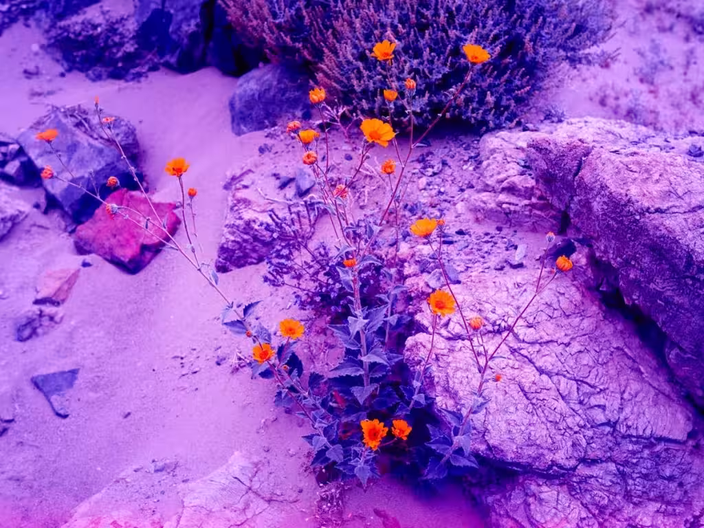 Colores calidos en las flores que contrastan en las imágenes psicoldélicas