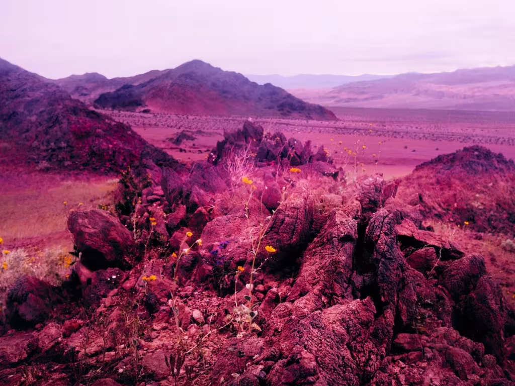 Proyecto wildflowers de Maciek Jasik