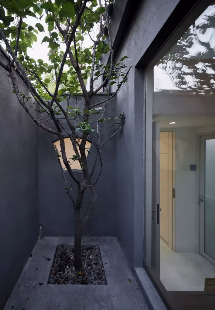 Split Courtyard House. TAO. patio privado con árbol frutal Patio estrecho de la Split Courtyard House de TAO con un árbol entre muros grises y una puerta acristalada