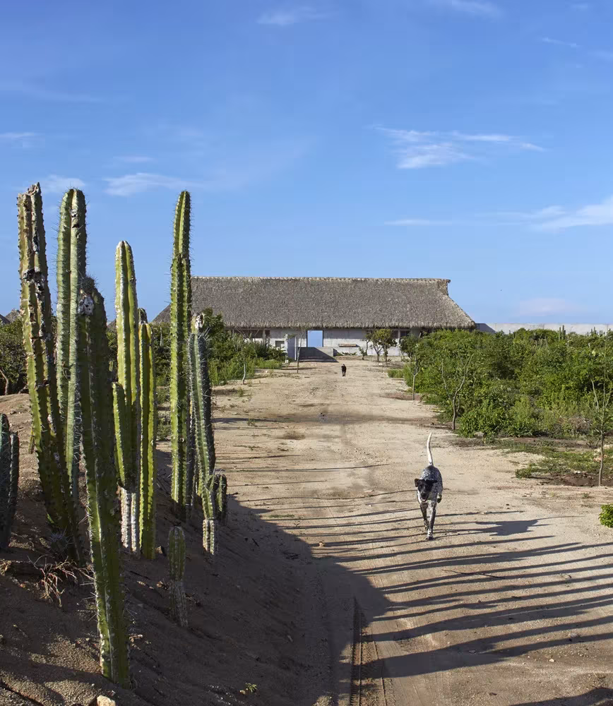 Camino de arena entre cactus hacia el volumen principal de la Casa Wabi, en la costa de Oaxaca