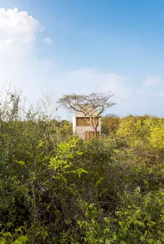 Casa Tiny de Aranza de Ariño y Claudio Sodi, pequeña torre entre la vegetación del monte mexicano