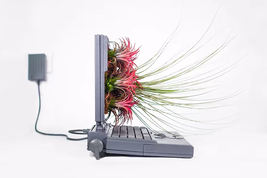 Viejo portátil Macintosh convertido por Monsieur Plant en jardín con plantas de aire rosas y verdes