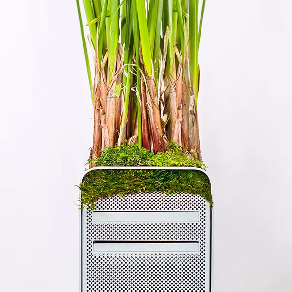 Detalle de la utilización de las plantas para agitar conciencias