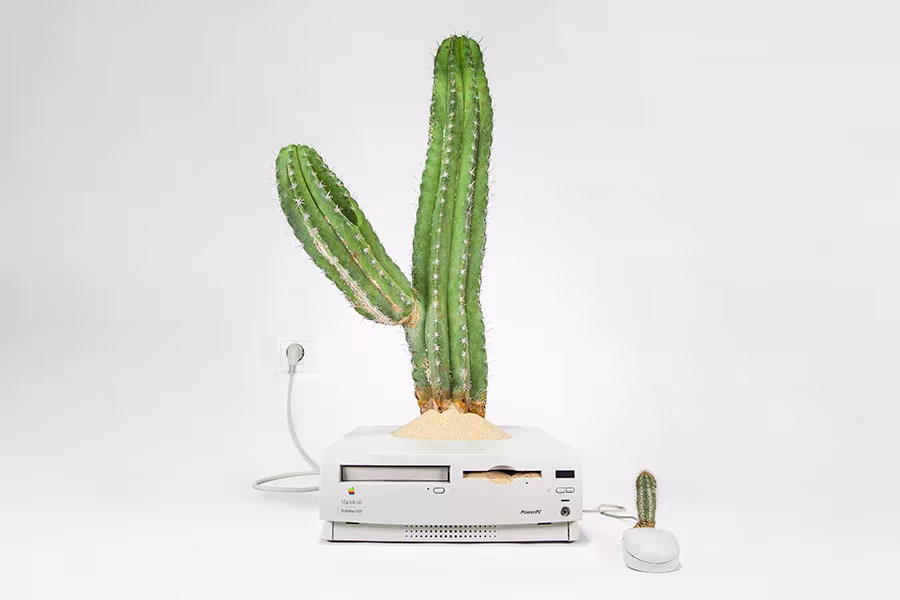 Cactus columnar creciendo dentro de un antiguo ordenador Mac blanco obra de Monsieur Plant
