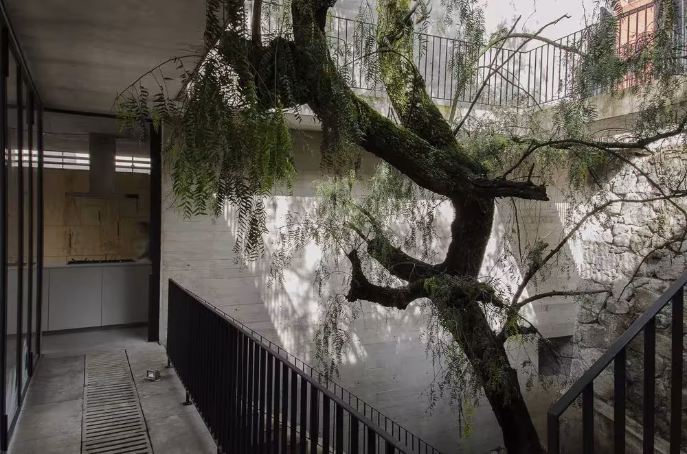Pasarela con barandilla negra y un árbol de ramas retorcidas junto a la vidriera de la Casa BC
