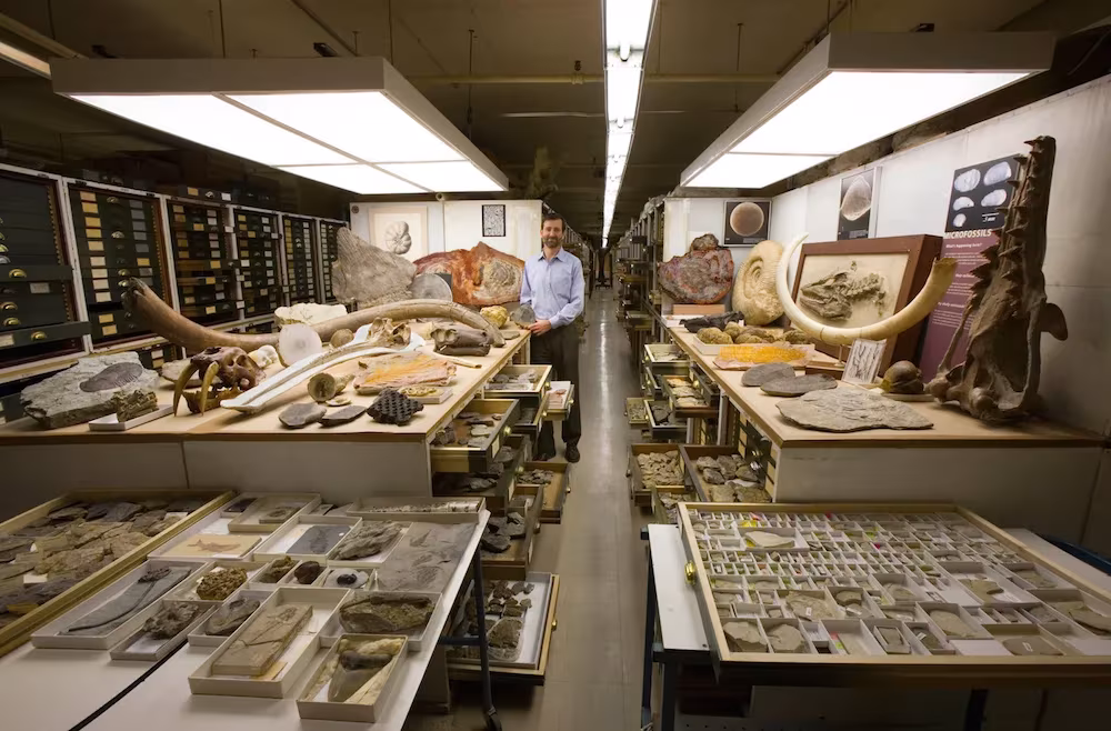 fósiles en el museo nacional de historia natural de estados unidos