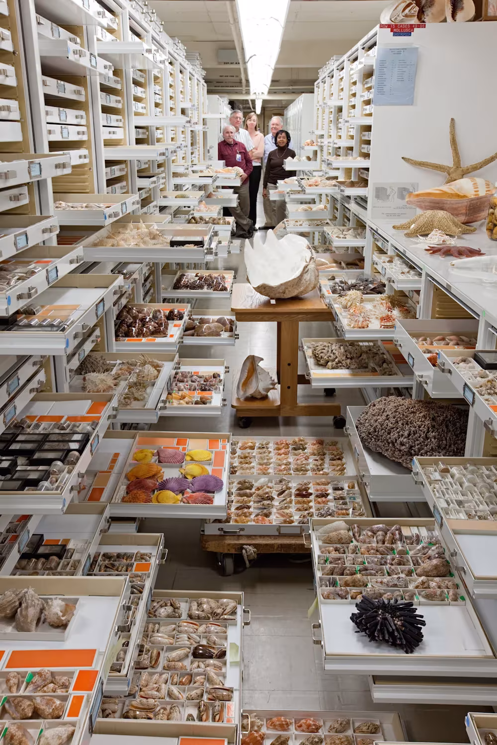 fosiles de la colección de museo nacional de historia de la naturaleza