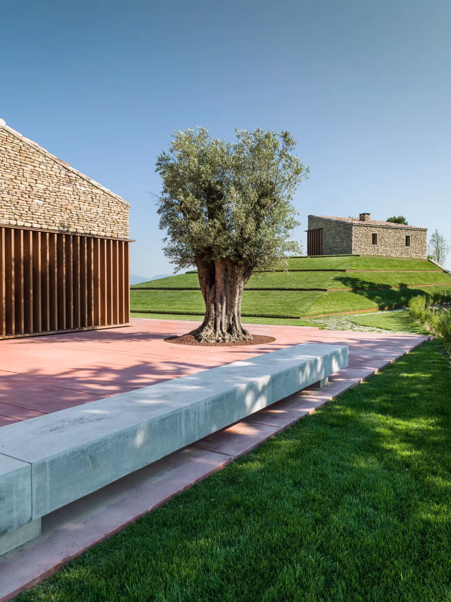Olivo, celosía de madera y banco corrido de hormigón en la terraza de la AP House de GGA Architects, Urbino