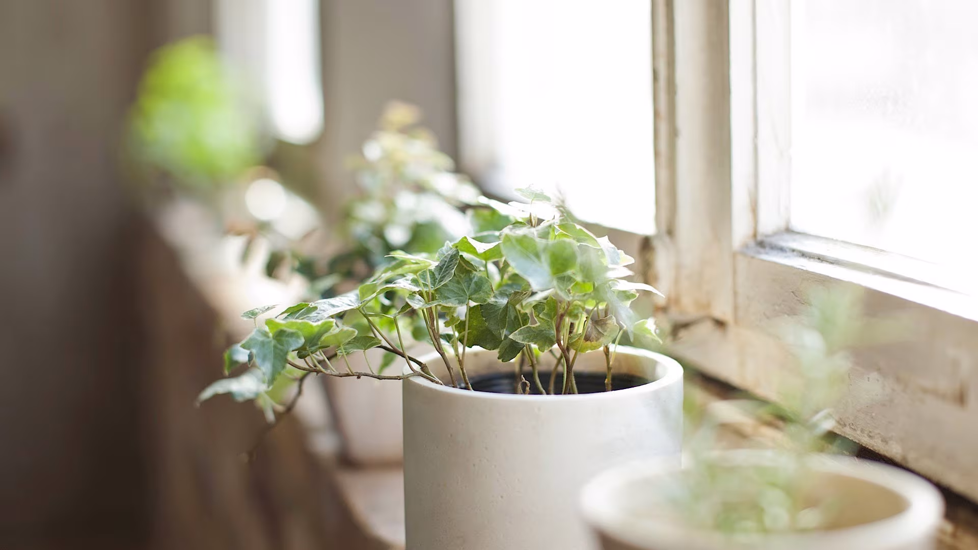 plantas en decoracion feng shui