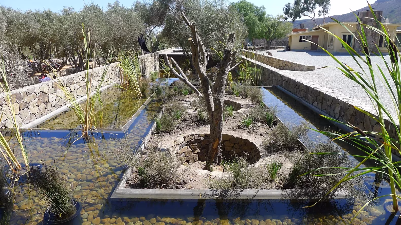 Estanque con olivo y pasarelas de hormigón entre muros de piedra en los jardines de Cuatro Cuatros, Ensenada