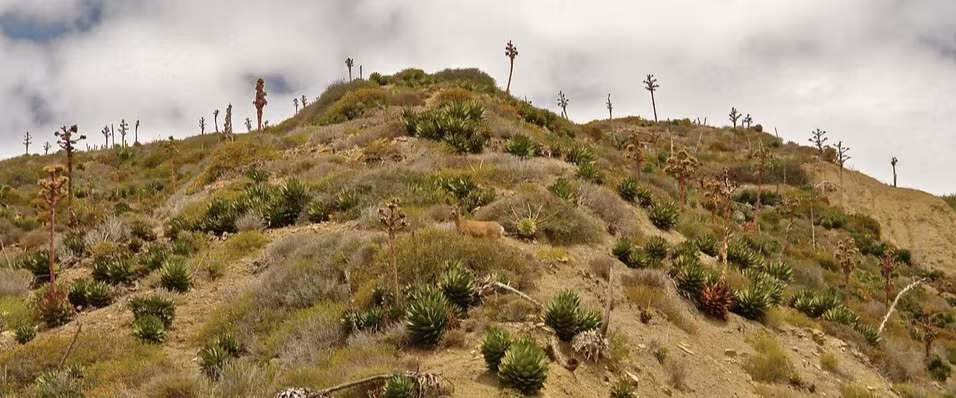 Ladera de vegetación árida con agaves en los terrenos de Cuatro Cuatros, en la costa de Ensenada, México