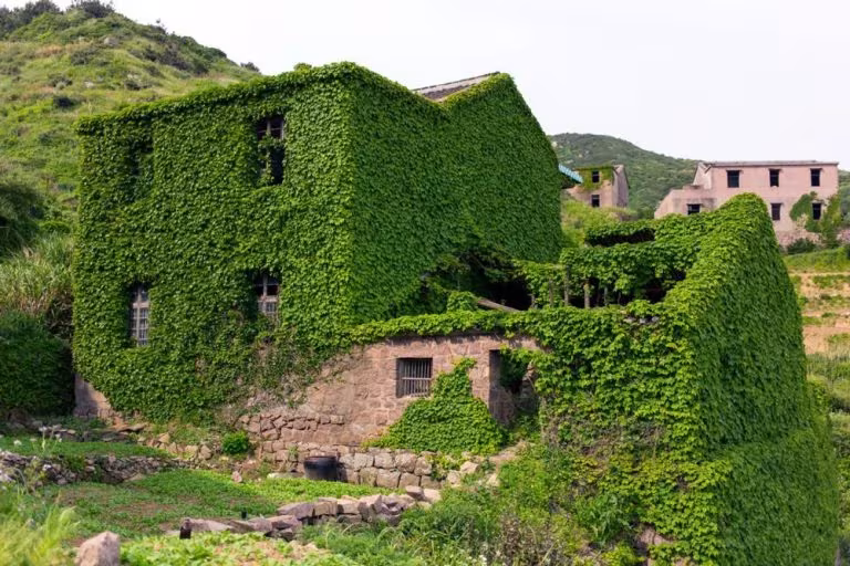 Casa de Houtouwan engullida por la hiedra en la aldea pesquera abandonada de las islas Shengsi, China
