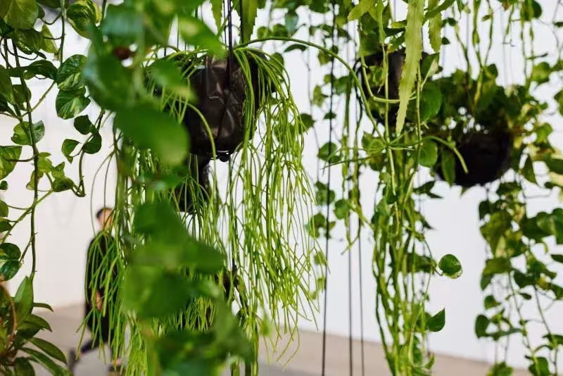 Instalación String Theory de Loose Leaf con plantas colgantes en bolas de musgo y raíces largas