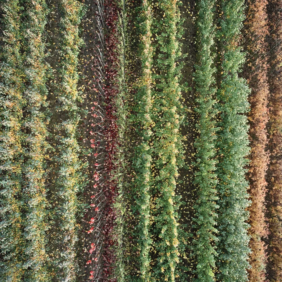 ordenación geometrica en fotografia de gerco ruijter