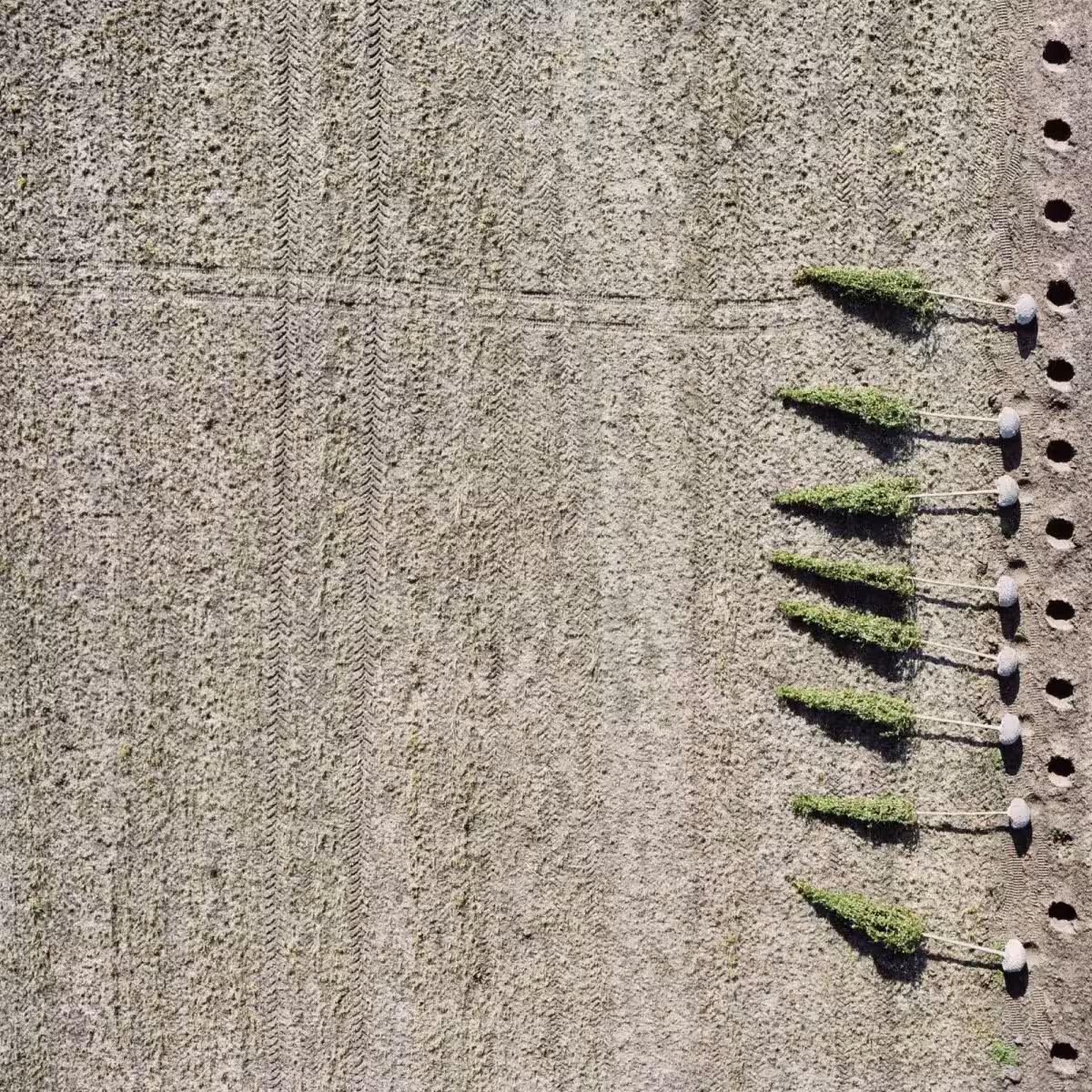 Fotografía aérea de Gerco de Ruijter con una hilera de árboles jóvenes y sus sombras sobre tierra arada