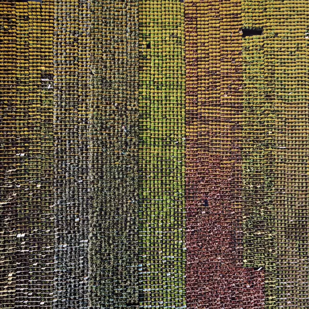 fotografia aerea que parece una alfombra
