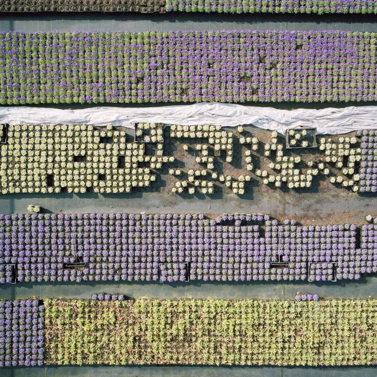 cromatismo de un vivero