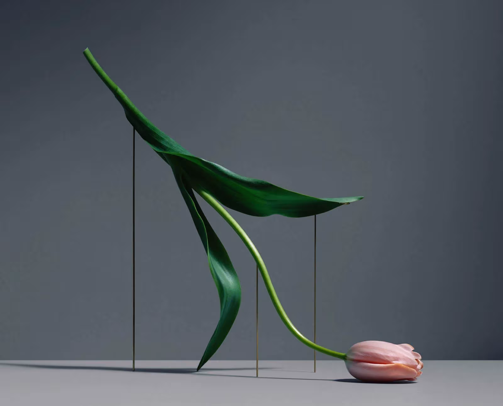 Tulipán rosa de la serie Postures de Carl Kleiner con tallo y hojas en tensión sujetos por varillas