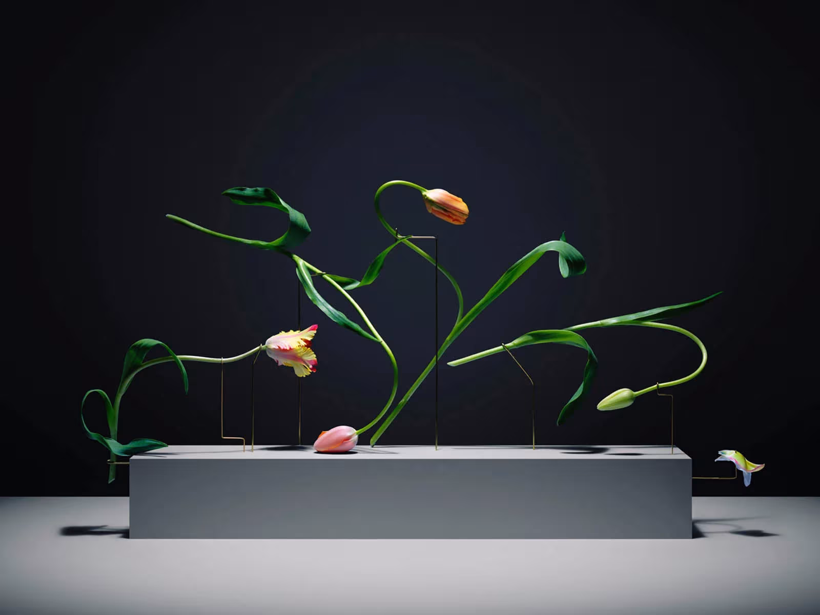 Varios tulipanes de Carl Kleiner con tallos curvados en distintas posturas sobre una base gris