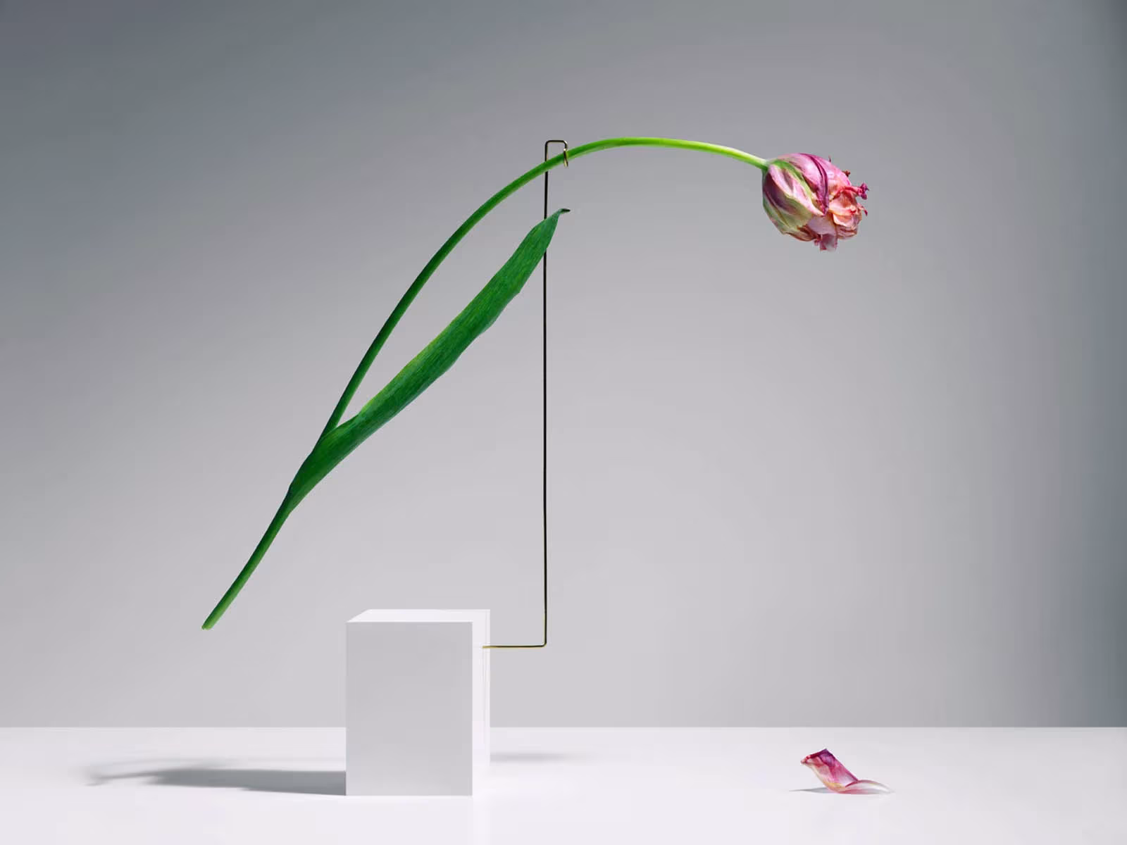 Tulipán rosa de Carl Kleiner con el tallo arqueado sobre un cubo blanco y un pétalo caído en la mesa