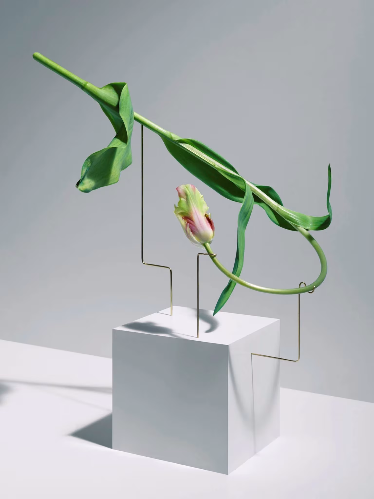 Tulipán de la serie Postures de Carl Kleiner con hojas retorcidas apoyadas en una estructura de alambre sobre un cubo