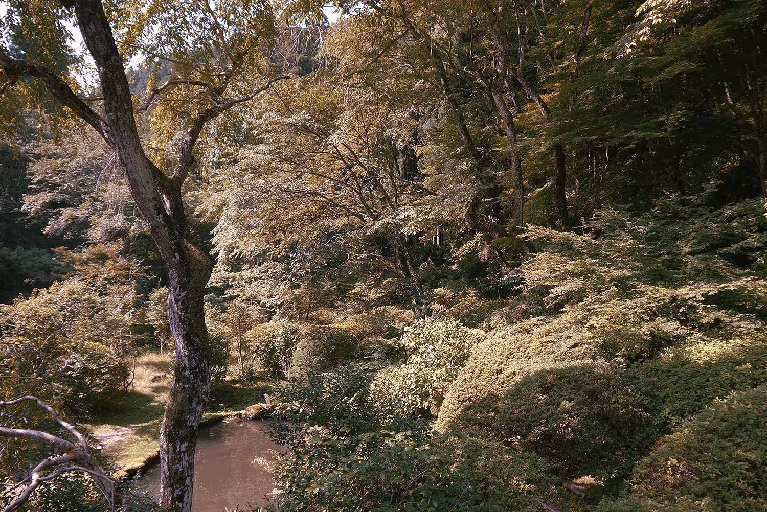 Valle de bosque con un arroyo entre árboles y arbustos, entorno de la Yoshino Cedar House de Samara