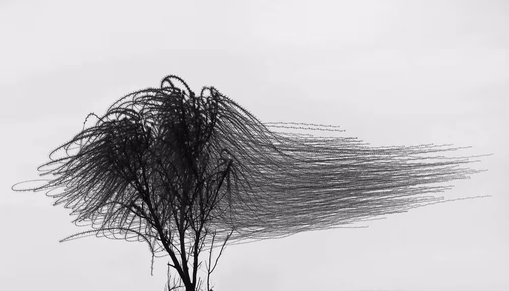 Estelas de pájaros convertidas en una masa de trazos alrededor de un árbol, de Xavi Bou