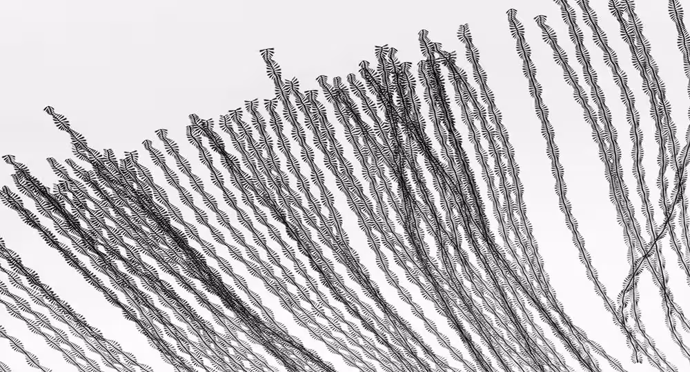 Detalle de trazos helicoidales de vuelo en blanco y negro de la serie Ornitografies de Xavi Bou