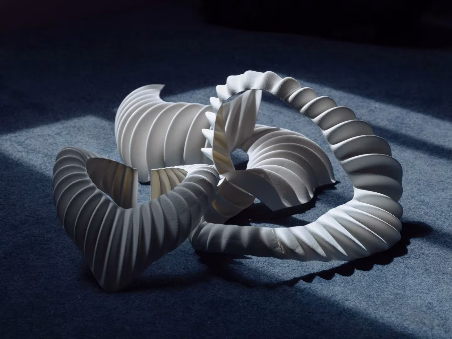 amphibio accesorios pectorales que funcionan como branquias humanas