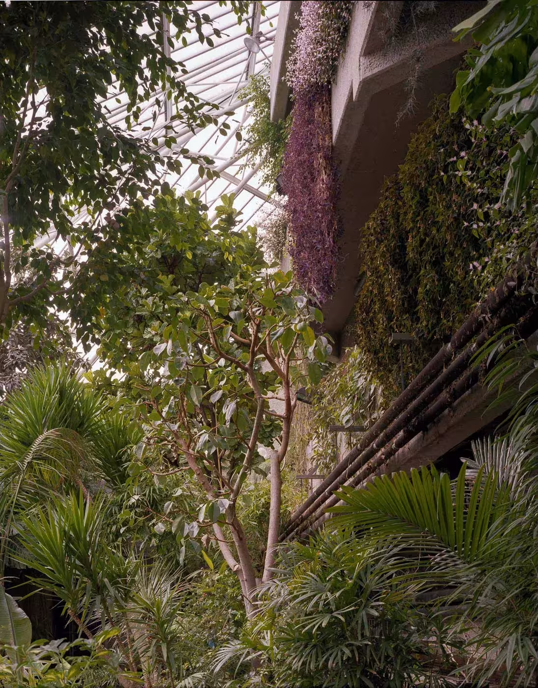 Vegetación tropical con flores moradas colgantes bajo la estructura del Barbican Conservatory, Londres