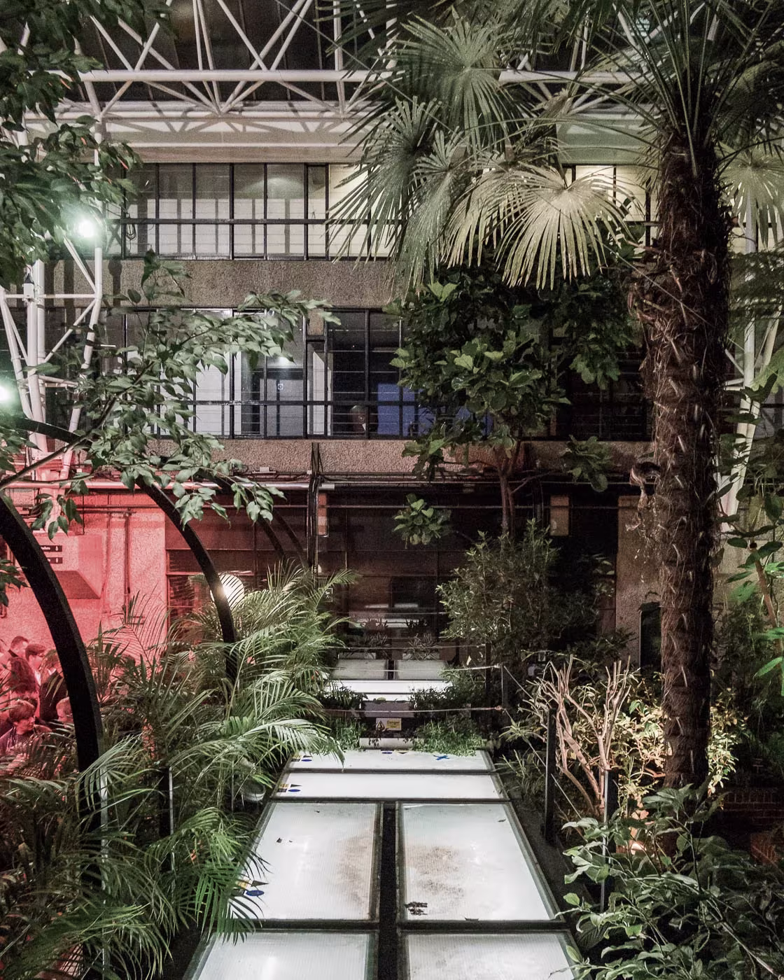 Pavimento de vidrio sobre la vegetación y palmeras del Barbican Conservatory, con luz rojiza al fondo