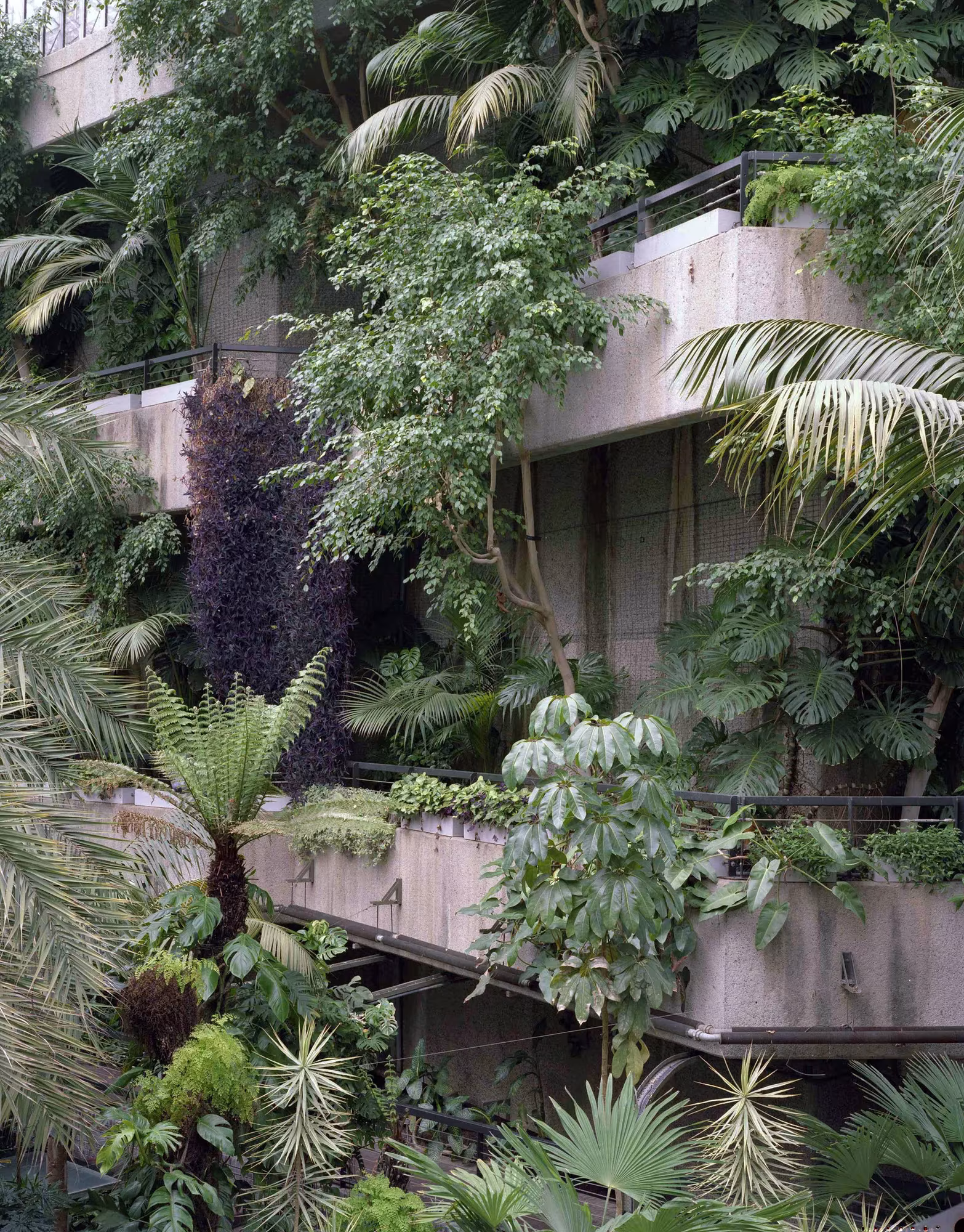 Palmeras y helechos arborescentes ante las terrazas de hormigón del Barbican Conservatory, en Londres