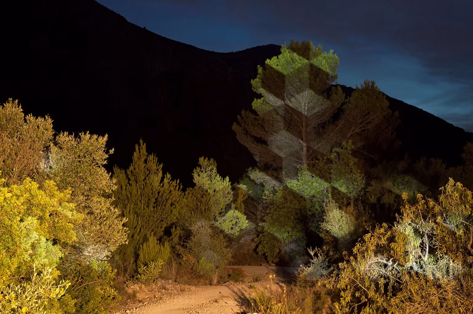 un apilamiento de cubos frondosos en medio del bosque