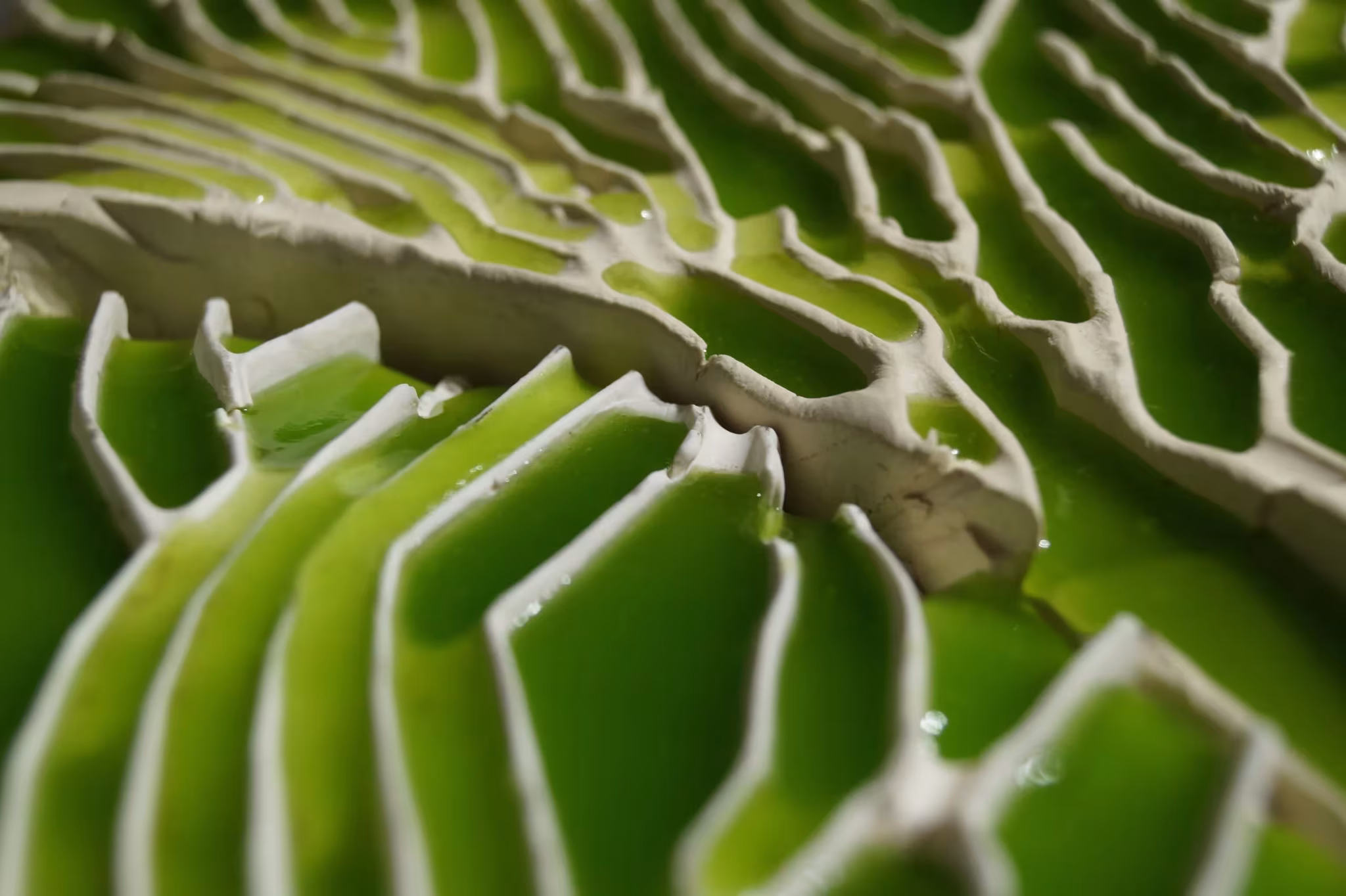 detalle de los canales un hidrogel llenos de microalgas