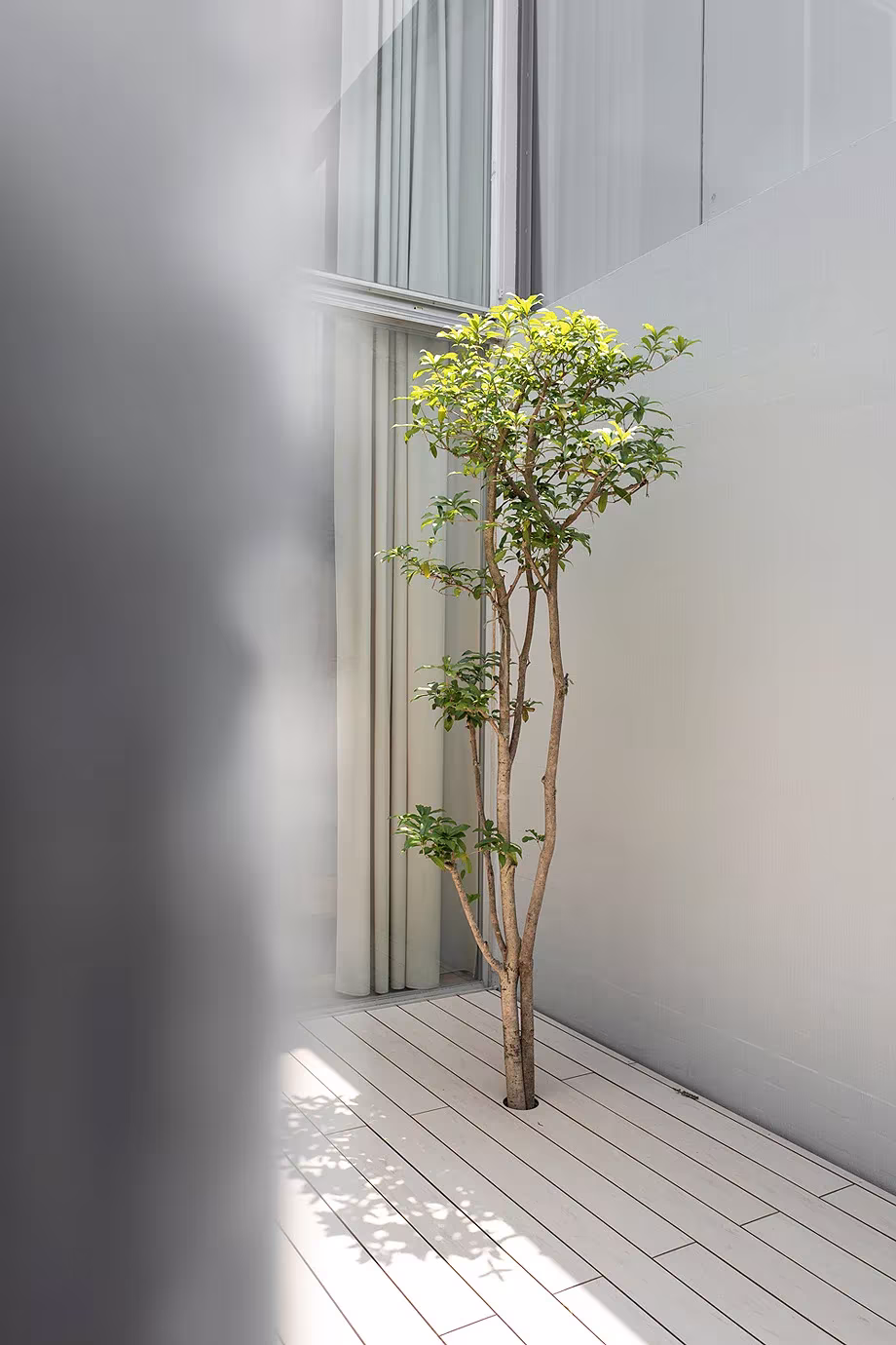Árbol joven en un patio interior de Kinuta Terrace, tras un cristal translúcido y un suelo de lamas claras