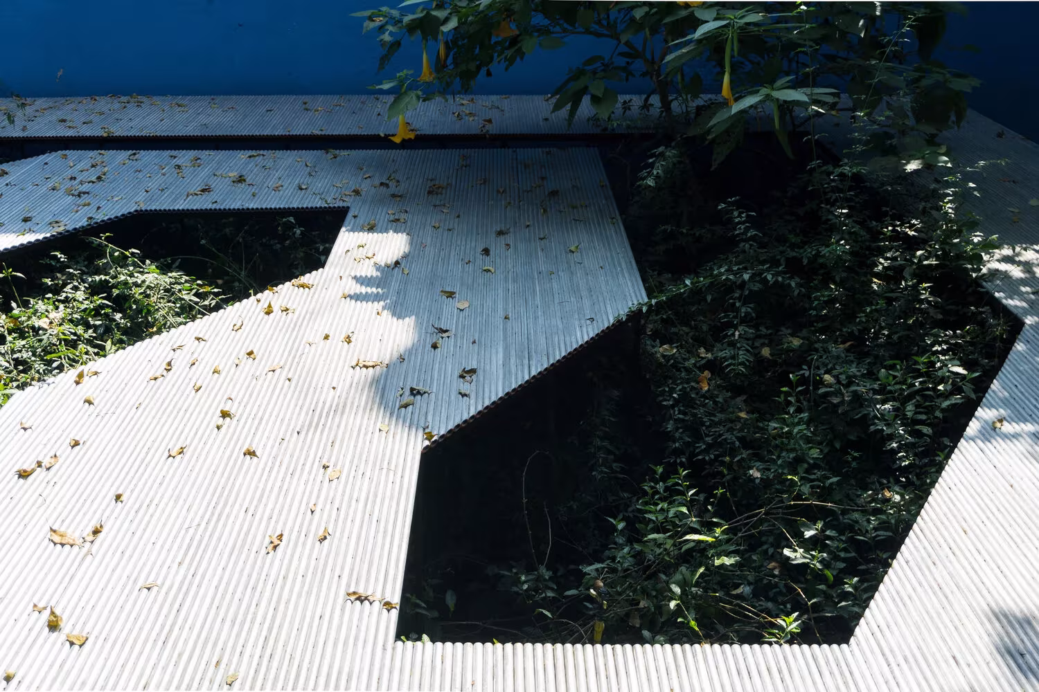 Plataforma de listones blancos con huecos ajardinados y hojas secas, fotografía de Guillermo Santos