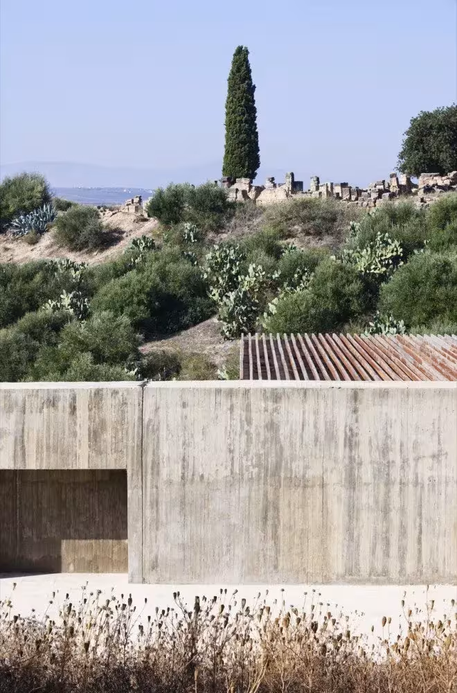 Muro de hormigón visto y cubierta de acero corten ante un ciprés entre las ruinas romanas de Volubilis