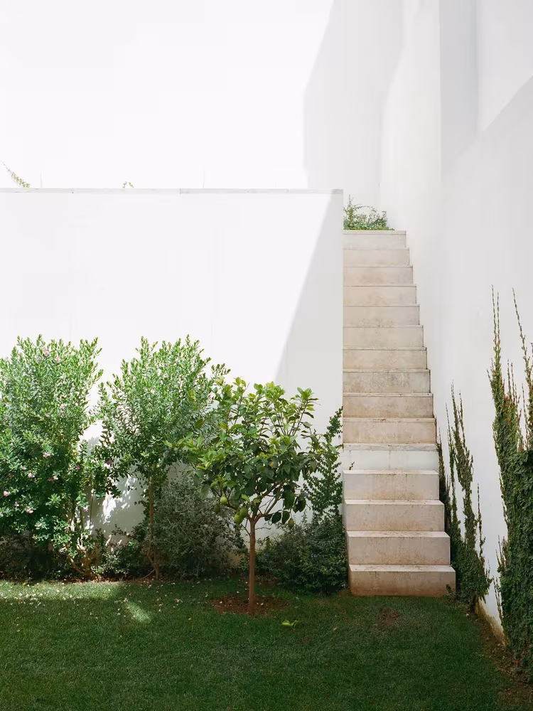 Escalera de piedra apoyada en un muro blanco sobre un jardín con cítricos en el estudio de Aires Mateus
