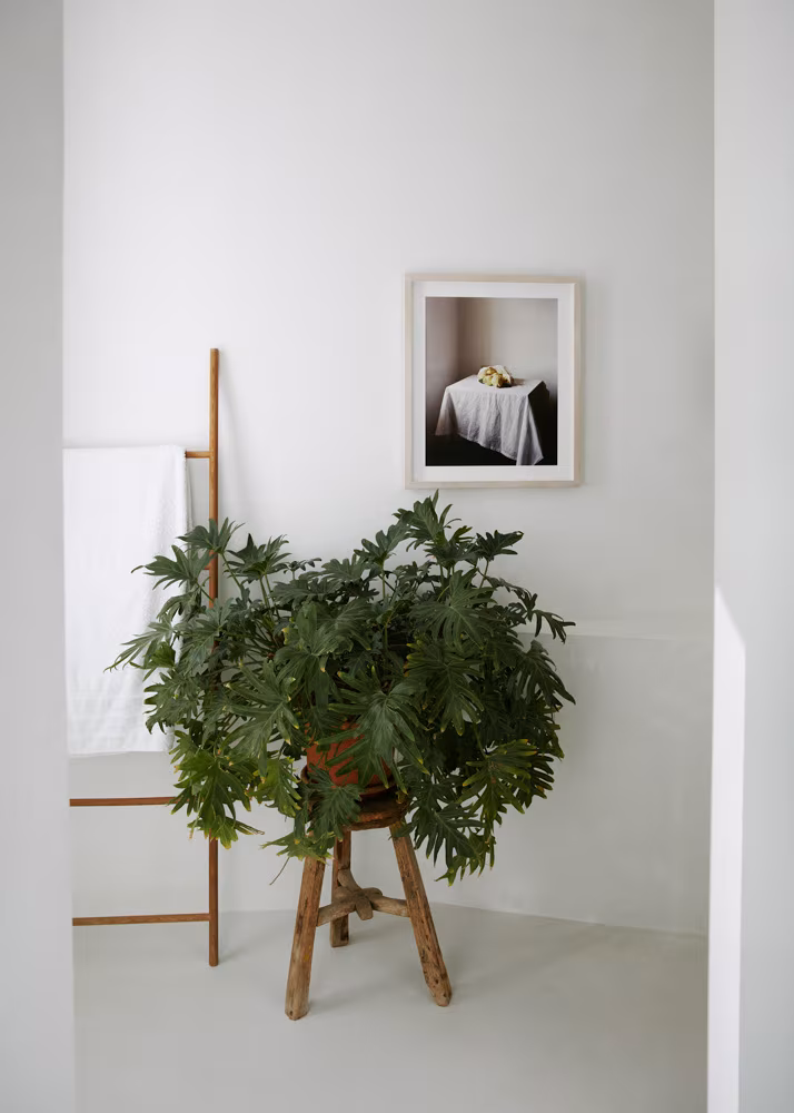 Cuadro enmarcado sobre pared blanca junto a una planta verde, en un rincón minimalista