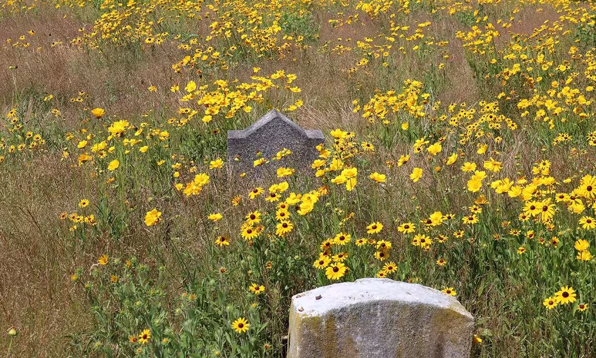 Lápidas rodeadas de flores amarillas y hierba seca en el cementerio Green-Wood, un paisaje de vuelta a la naturaleza