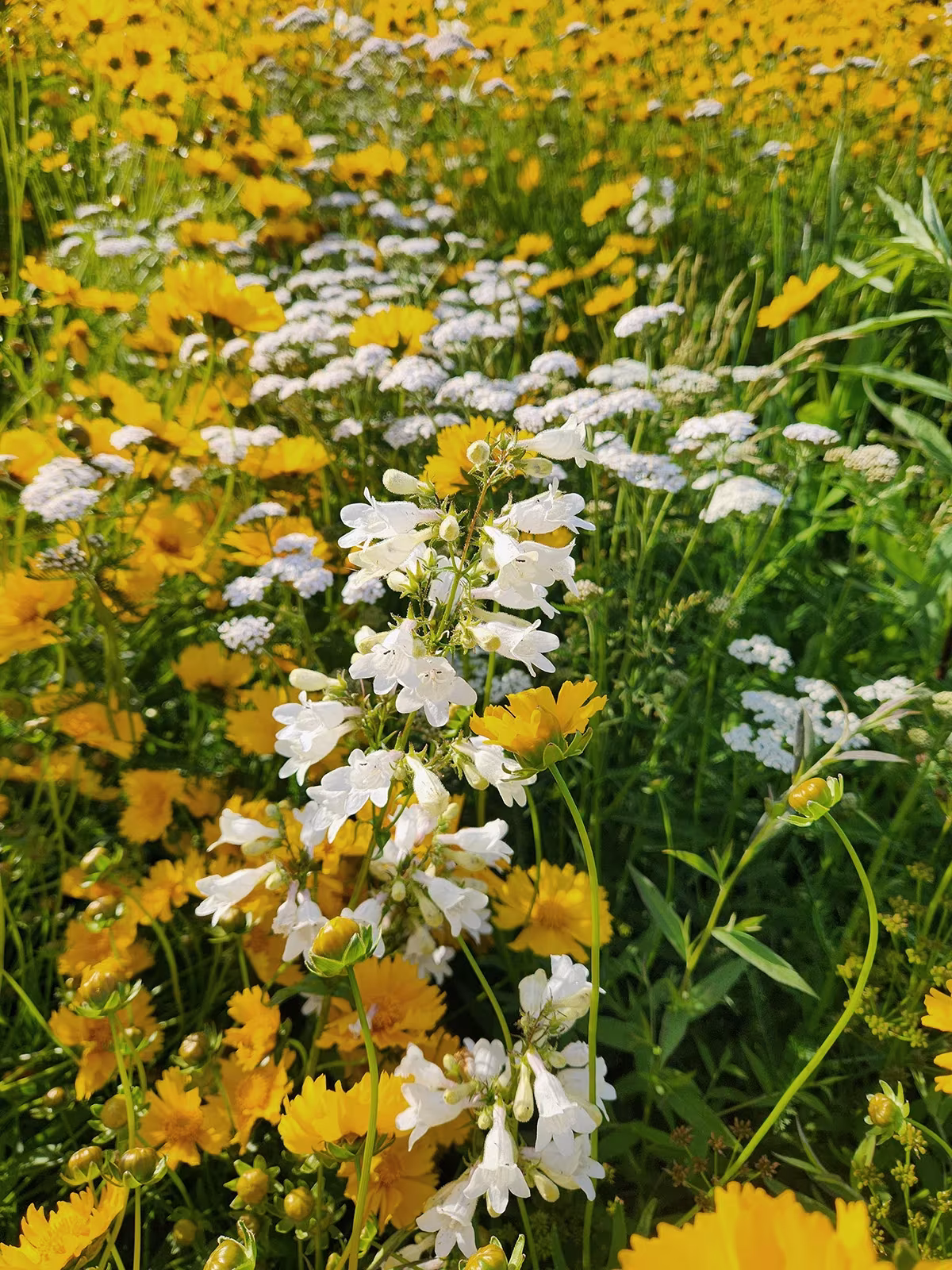 Detalle de flores silvestres amarillas y blancas en la pradera del cementerio Green-Wood