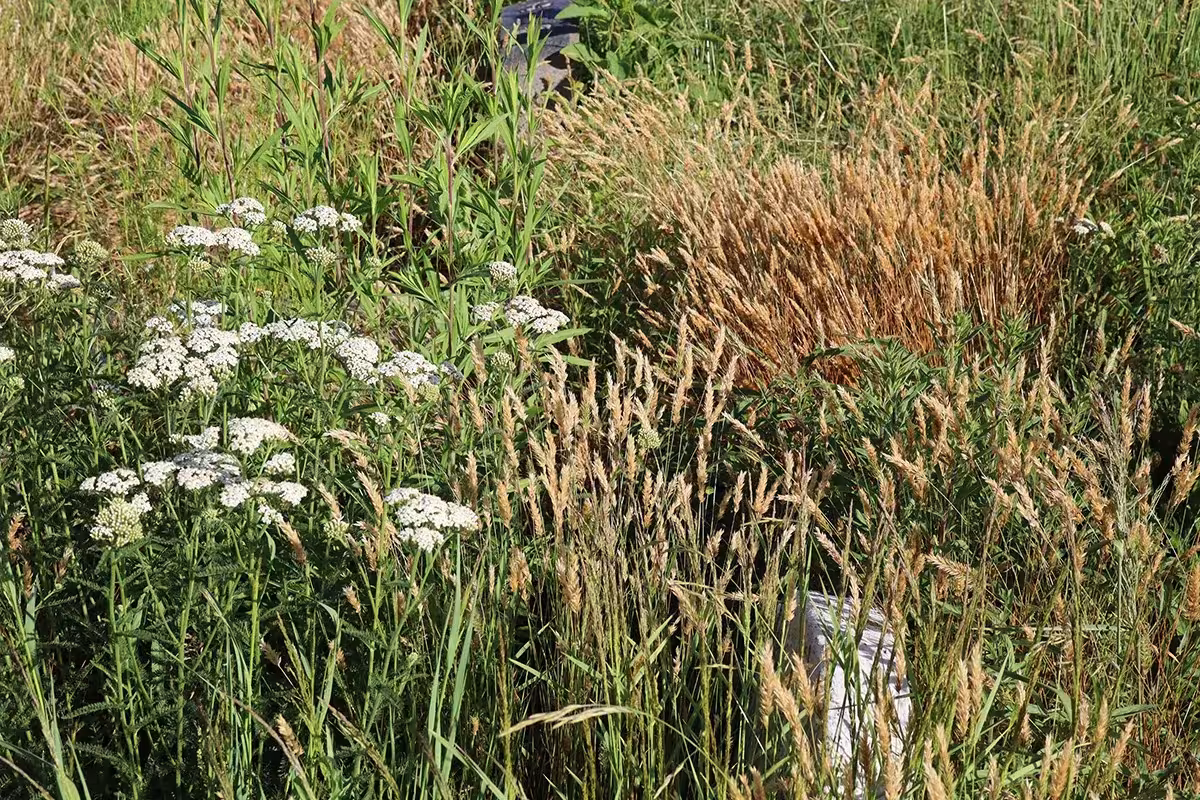 Gramíneas y flores blancas de milenrama entre tumbas del cementerio Green-Wood, tratado como pradera