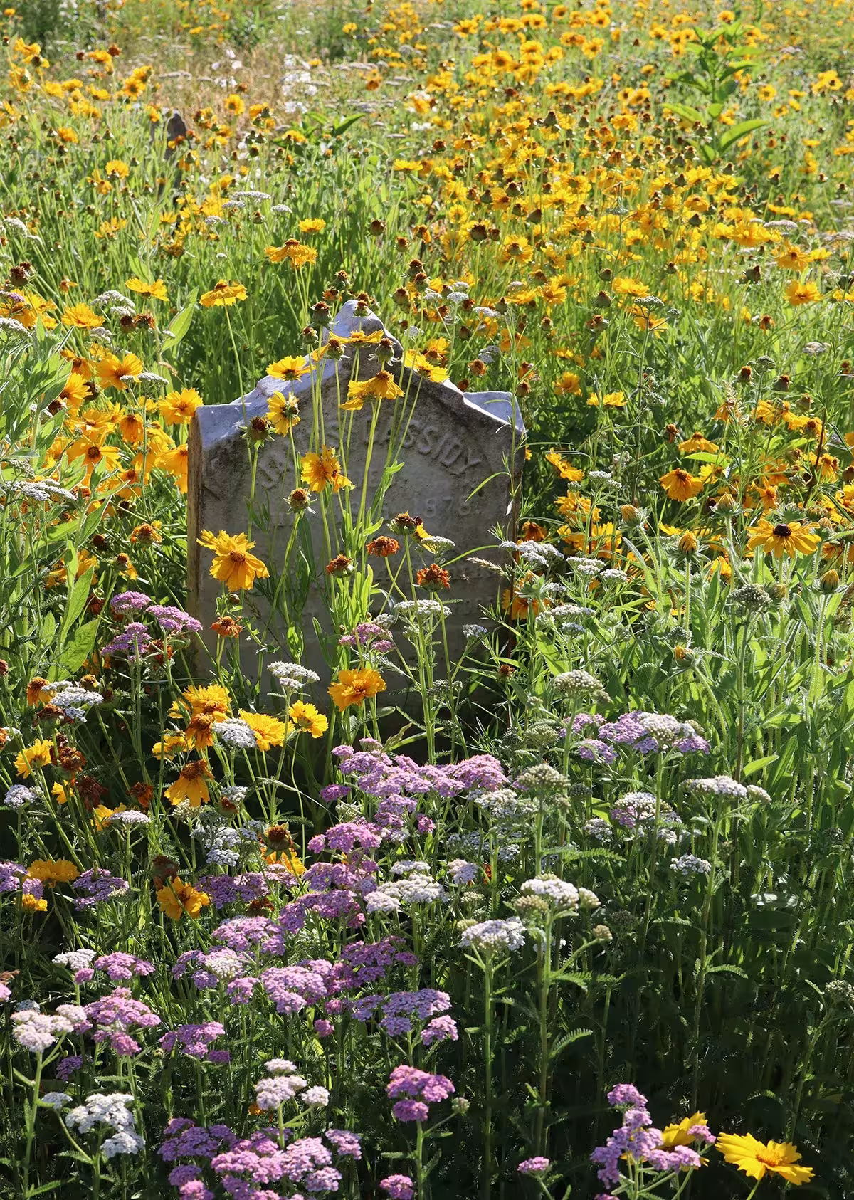Lápida entre flores silvestres amarillas y rosadas en el cementerio Green-Wood, donde la naturaleza recupera el terreno