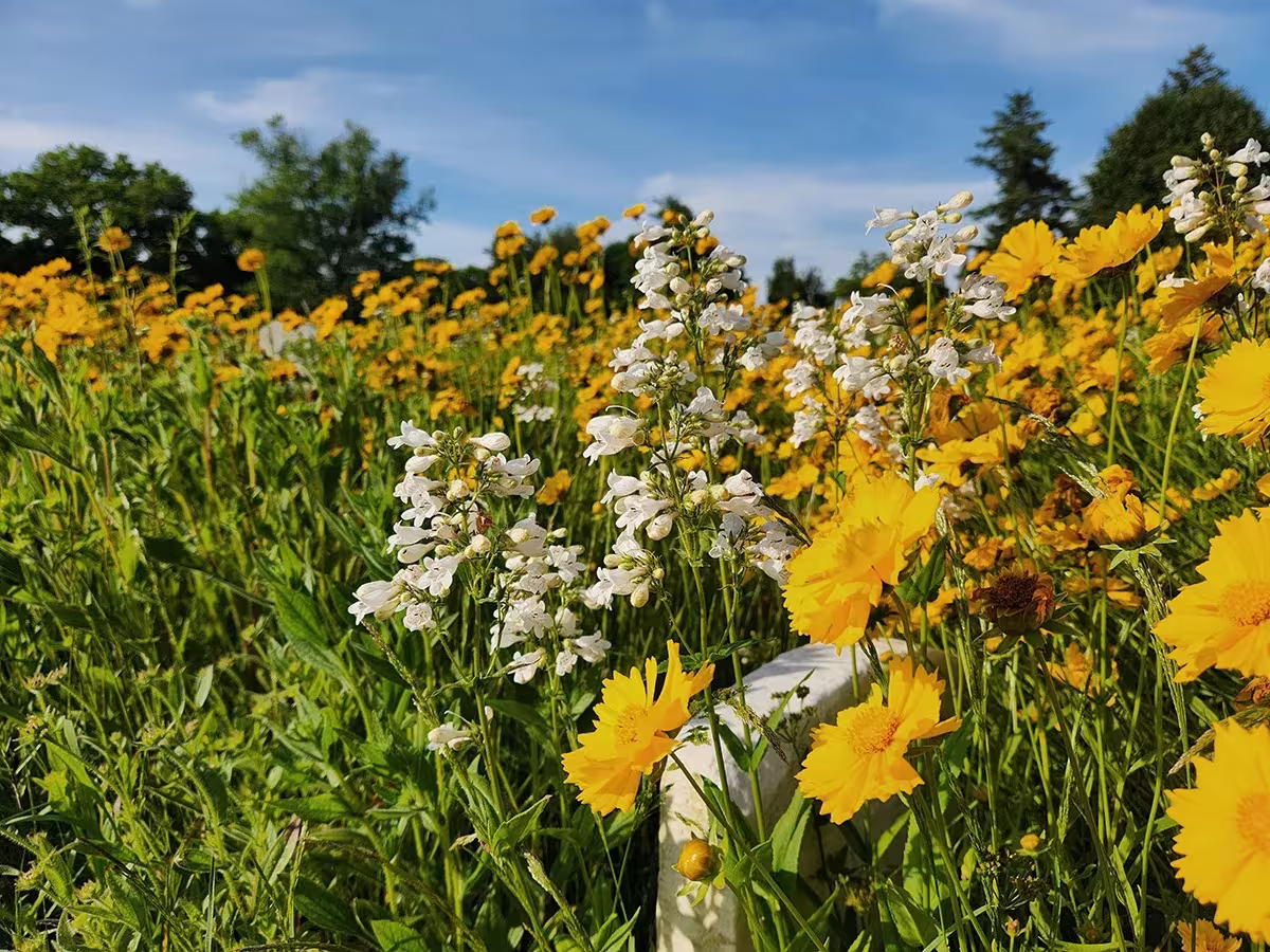 Flores amarillas de coreopsis y espigas blancas con una lápida entre ellas en el cementerio Green-Wood bajo un cielo azul