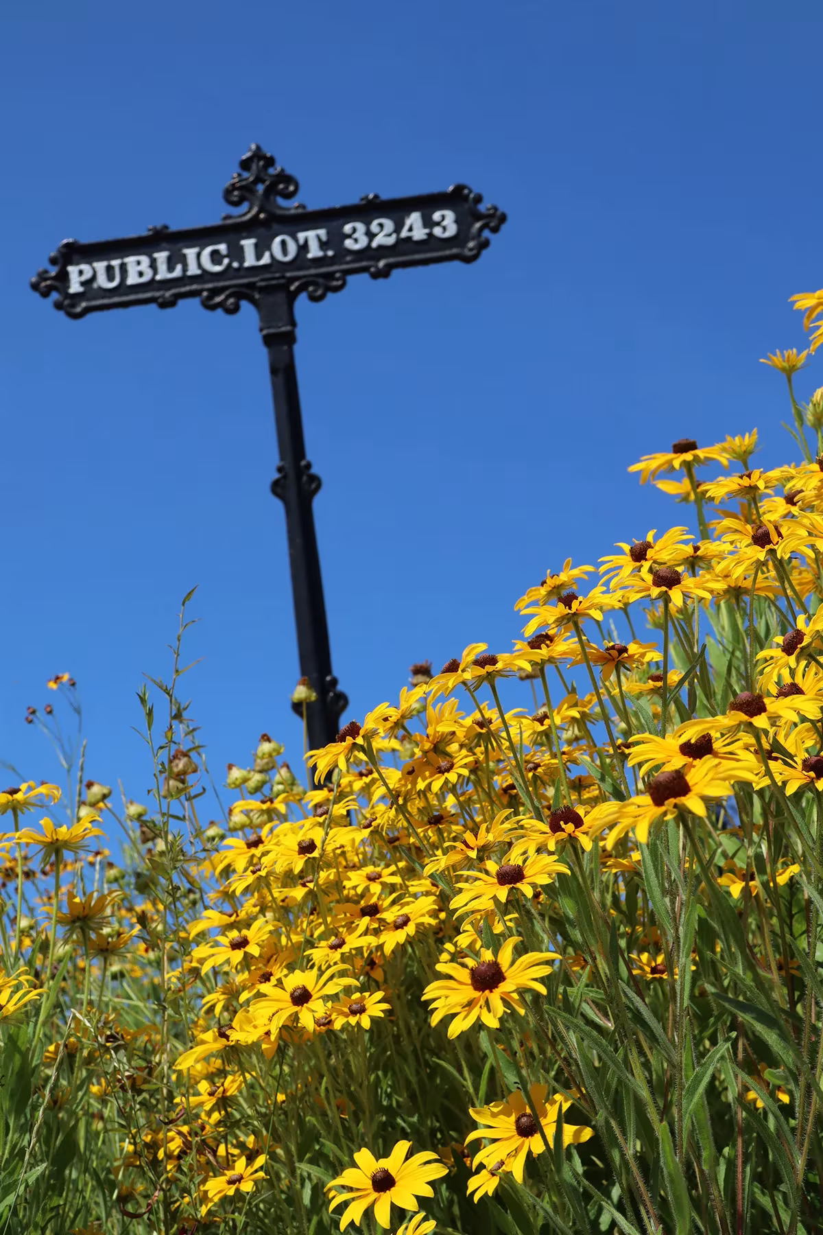 Cartel de hierro forjado de una parcela pública sobre un campo de rudbeckias amarillas en el cementerio Green-Wood